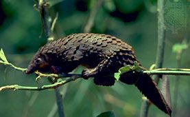 long-tailed pangolin