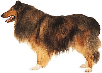 Collie.