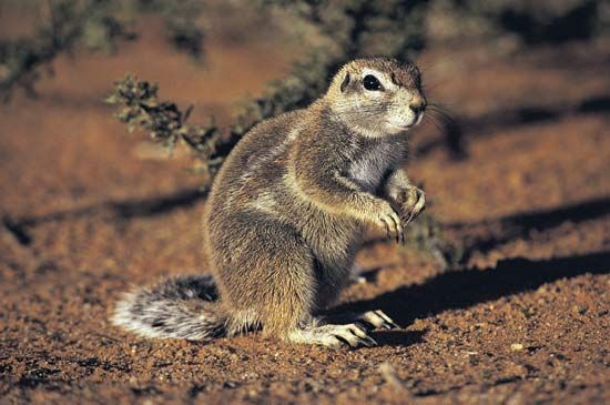 ground squirrel