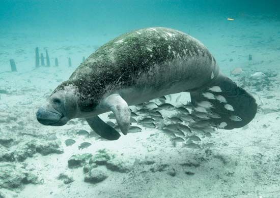 Florida manatee (Trichechus manatus latirostris)