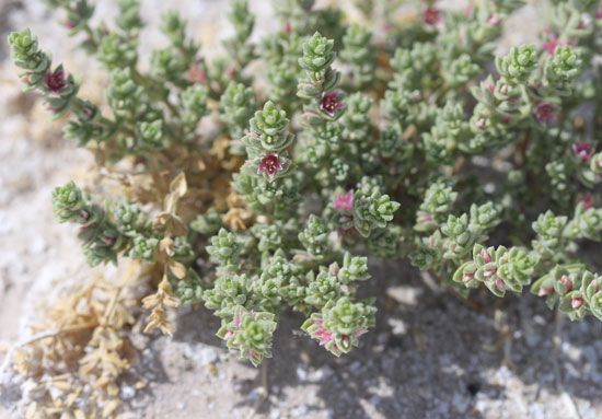 Amargosa niterwort