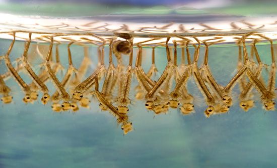 Mosquito larvae