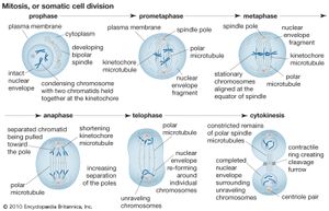 mitosis