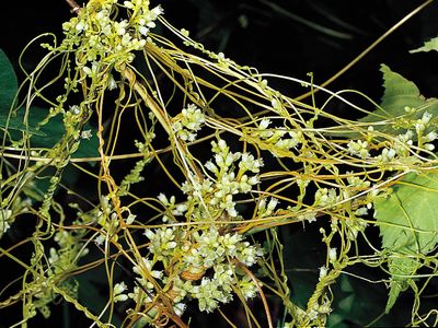 parasitic dodder