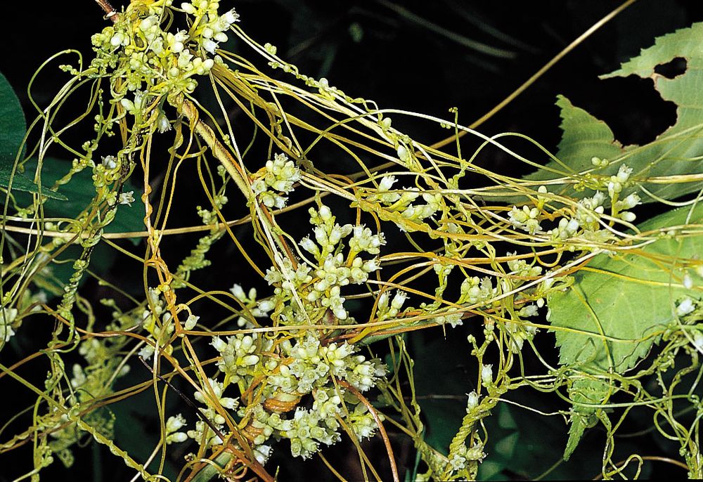 Dodder (Cuscuta gronovii)