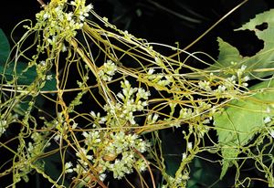 parasitic dodder