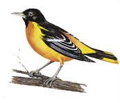 The Baltimore oriole is the state bird of Maryland.