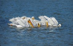 white pelican