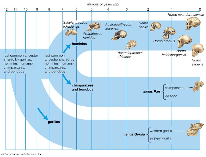 human evolution