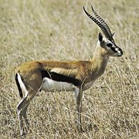 Thomson's gazelle (Gazella thomsoni).