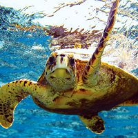 sea turtle (reptile). Green turtle (Chelonia mydas) (C. mydas) off the Hawaii Islands, Pacific Islands. Green sea turtle, chelonian. Homepage blog 2011, science and technology, animal