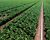 spinach cultivation