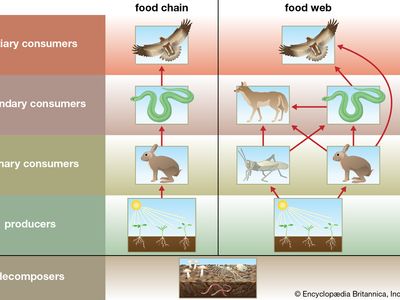 food web