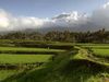 Uncover the findings of researchers at the International Rice Research Institute in Manila to create high yielding and flood resilient rice variety