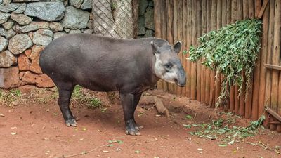 tapir