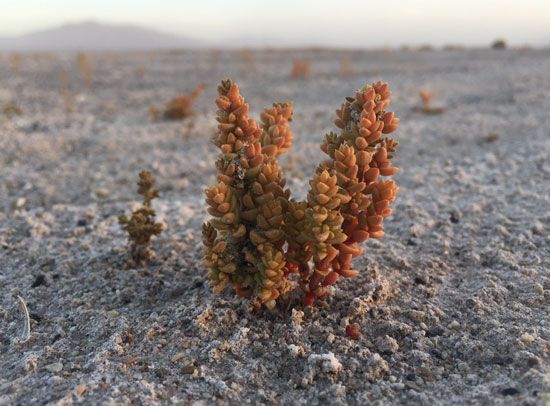 Amargosa niterwort