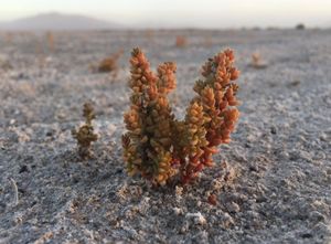 Amargosa niterwort