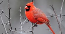 A male cardinal perched in a tree (birds, redbirds).