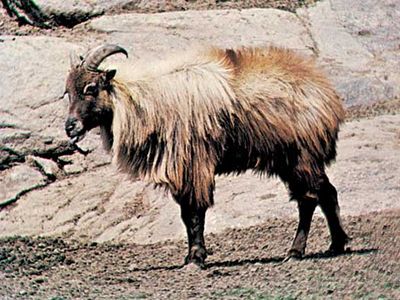 Himalayan tahr