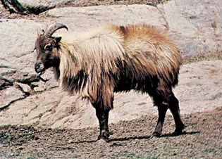 Himalayan tahr