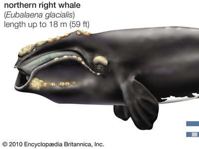 northern right whale (Eubalaena glacialis)