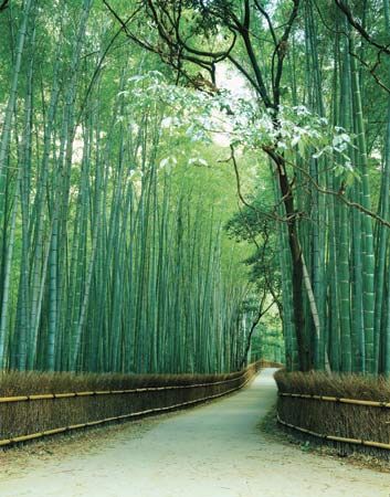 Sagano: bamboo forest