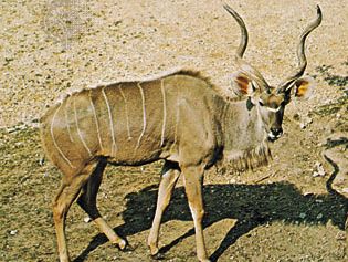 Greater kudu (Tragelaphus strepsiceros)