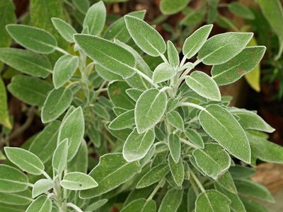 common sage