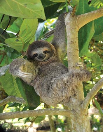 three-toed sloth