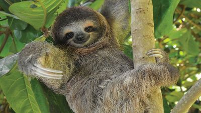 three-toed sloth