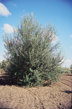 white poplar