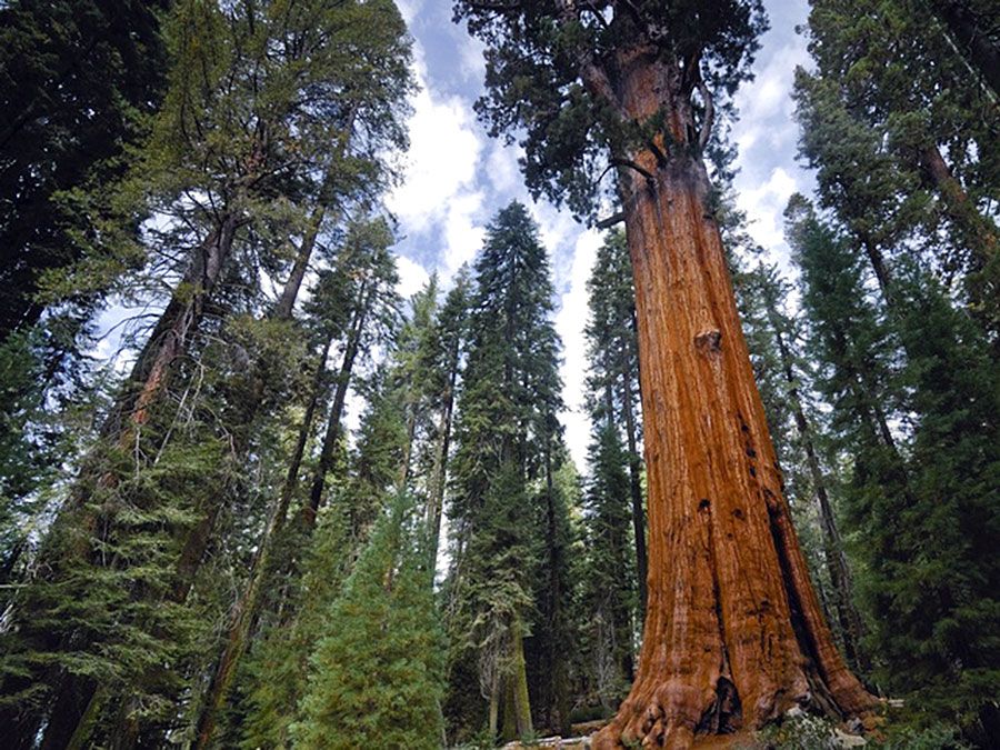 General Sherman tree