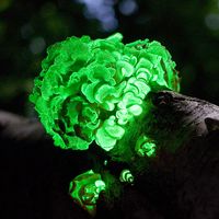 The saprobe Panellus Stipticus displaying bioluminescence Panellus Stipticus Aug 12, 2009. Bioluminescent fungi. aka bitter oyster, astringent panus, luminescent panellus, stiptic fungus. fungus in the family Mycenaceae