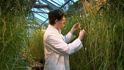 How scientists research drought-resistant crops