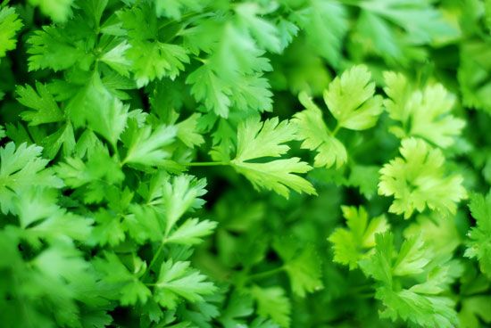 parsley