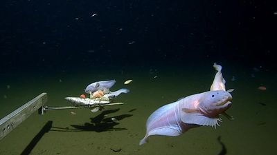 Watch footage of the deepest fish ever caught on camera