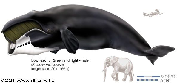 Greenland right whale, or bowhead (Balaena mysticetus)