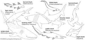 Shark body plans