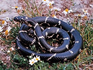 common king snake