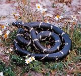 common king snake