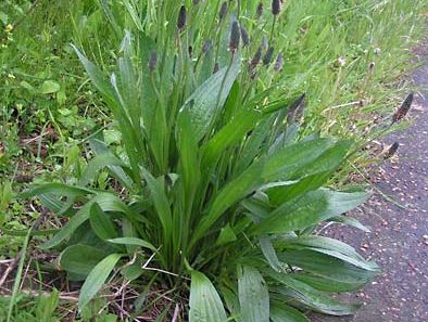 ribwort plantain