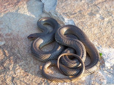 Caspian whip snake