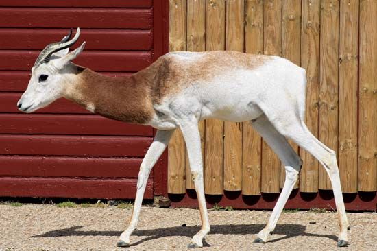 dama gazelle