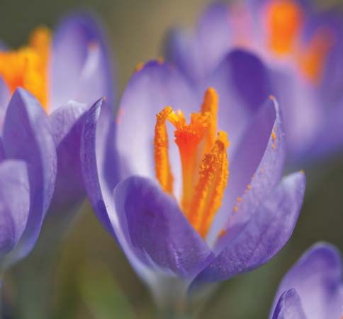 crocus