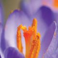 Close-up of a purple crocus plant, of the iris family (Iridaceae); location: Chicago, Illinois. (pollen, pollination, stamens, flowers, plants)