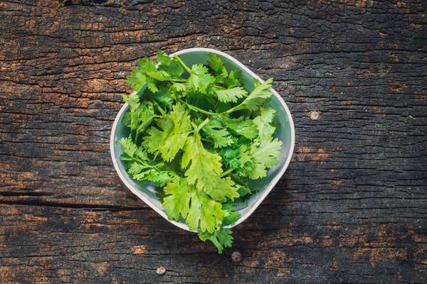 Coriander leaves, fresh green cilantro on wooden background, herbs