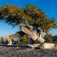 Bristlecone pine (Pinus Longaeva) on the slope of Mount Washington in Great Basin National Park in the Nevada desert.