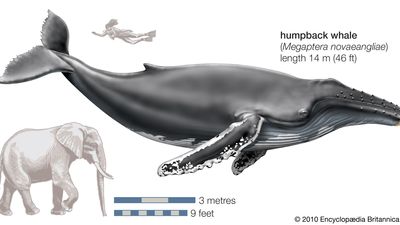 Humpback whale (Megaptera novaeangliae)