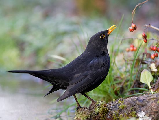 blackbird