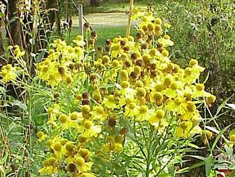 common sneezeweed